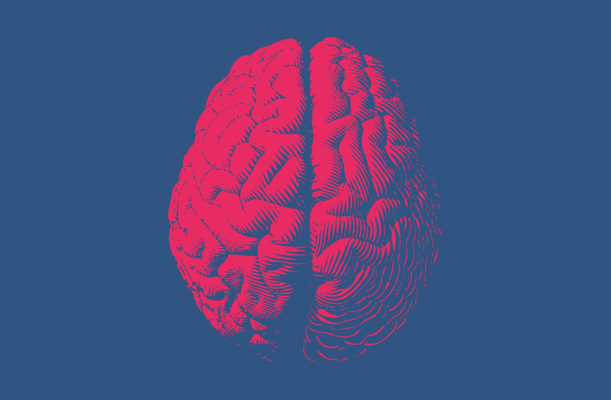 brain colored in red