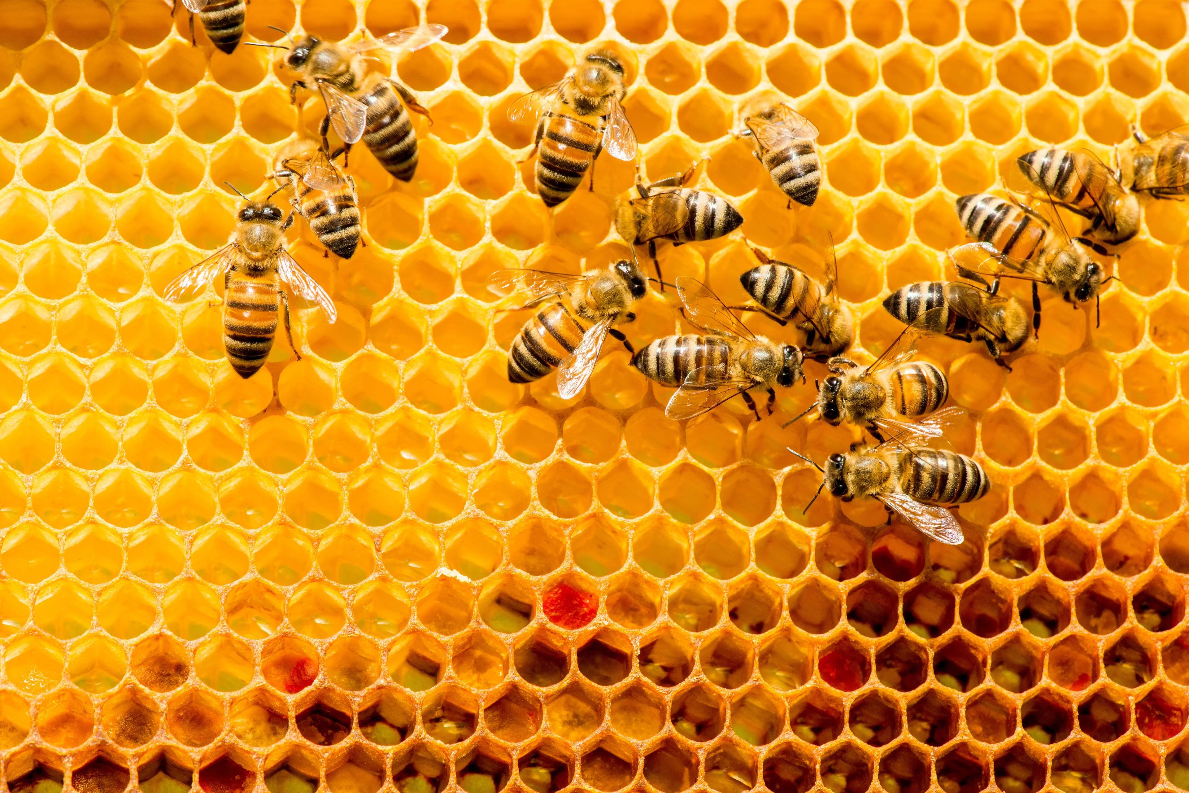 Bees in their honeycombs